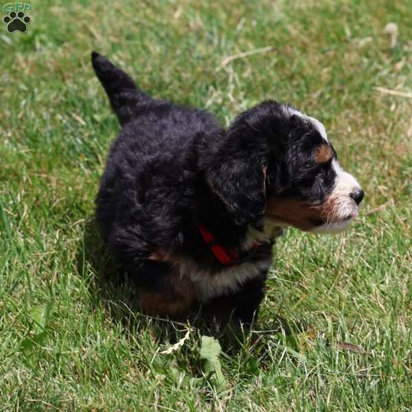 Leo, Bernedoodle Puppy